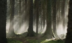 Movie image from Forest