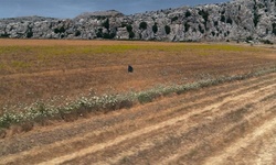 Movie image from Field near El Torcal de Antequera  (El Torcal de Antequera)