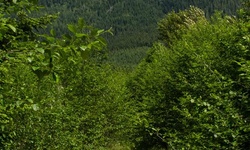 Real image from Gravel Pit near Mid-Valley Viewpoint  (LSCR)