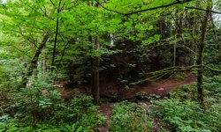 Real image from Bryne Creek Ravine Park