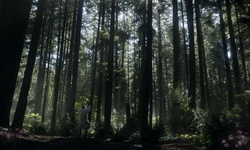 Movie image from Trilha Thompson (Stanley Park)