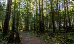 Real image from Lynn Canyon Park