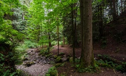 Real image from Bryne Creek Ravine Park