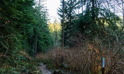 Real image from Lynn Canyon Park