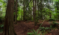 Real image from Bryne Creek Ravine Park