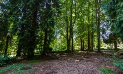 Real image from Woods near Aquarium  (Stanley Park)