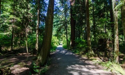 Real image from Thompson Trail  (Stanley Park)