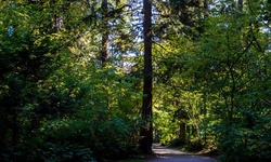 Real image from Burnaby Central Park