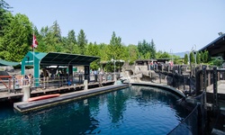 Real image from Vancouver Aquarium  (Stanley Park)