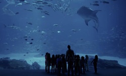 Movie image from Georgia Aquarium