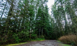 Real image from Lynn Canyon Park