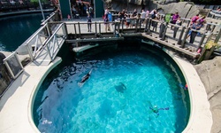 Real image from Aquarium de Vancouver (Stanley Park)