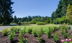 Real image from Pavilion Rose Garden  (Stanley Park)