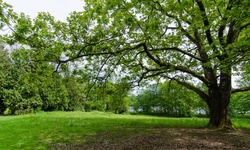 Real image from Field near Lake  (Deer Lake Park)