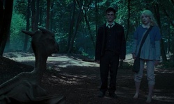 Movie image from Forbidden Forest