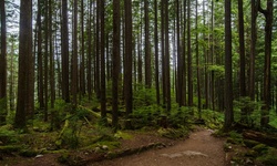 Real image from Buntzen Lake