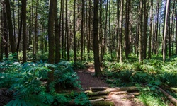 Real image from Thompson Trail  (Stanley Park)