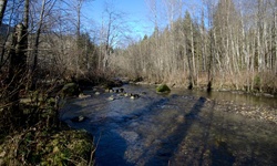 Real image from Upper Coquitlam River Park