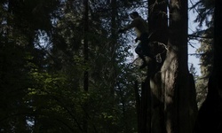 Movie image from Sendero Thompson (Parque Stanley)