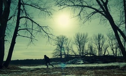Movie image from Леса на реке Боу (Альбертина Фармс)