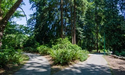 Real image from Woods near Aquarium  (Stanley Park)