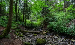 Real image from Bryne Creek Ravine Park