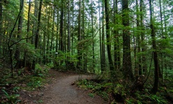 Real image from Lynn Canyon Park