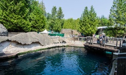 Real image from Vancouver Aquarium  (Stanley Park)