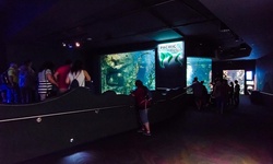 Real image from Ripley's Aquarium of Canada