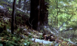 Movie image from Valley Halla Estate