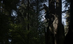 Movie image from Thompson Trail  (Stanley Park)