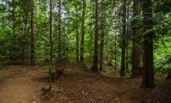 Real image from Bryne Creek Ravine Park