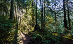 Real image from Lynn Canyon Park