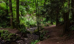 Real image from Bryne Creek Ravine Park