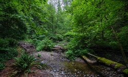 Real image from Parque Bryne Creek Ravine