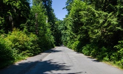 Real image from Pipeline Road (north segment)  (Stanley Park)