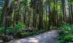 Real image from Thompson Trail  (Stanley Park)