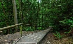 Real image from Bryne Creek Ravine Park