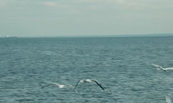 Movie image from Open water