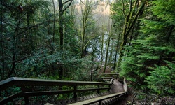 Real image from Lynn Canyon Park