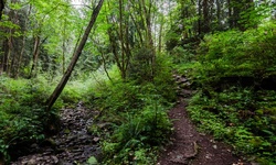 Real image from Bryne Creek Ravine Park