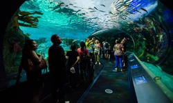 Real image from Ripley's Aquarium of Canada