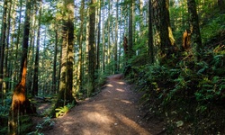 Real image from Lynn Canyon Park