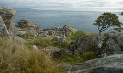 Movie image from Champ de moutons dans la baie de Murlough