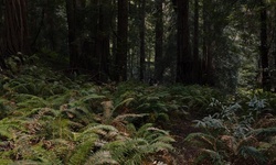 Movie image from Monumento Nacional de Muir Woods