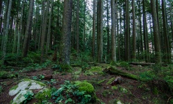 Real image from Lynn Canyon Park