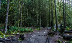 Real image from 30 Foot Pool  (Lynn Canyon Park)