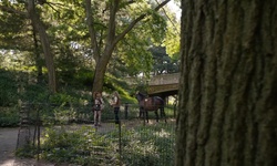 Movie image from Ponte em arco de Pine Bank (Central Park)