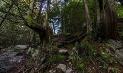 Real image from 30 Foot Pool  (Lynn Canyon Park)