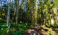 Real image from Lynn Canyon Park